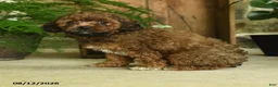 Cavapoo dogs for sale: Ember - Ad 2