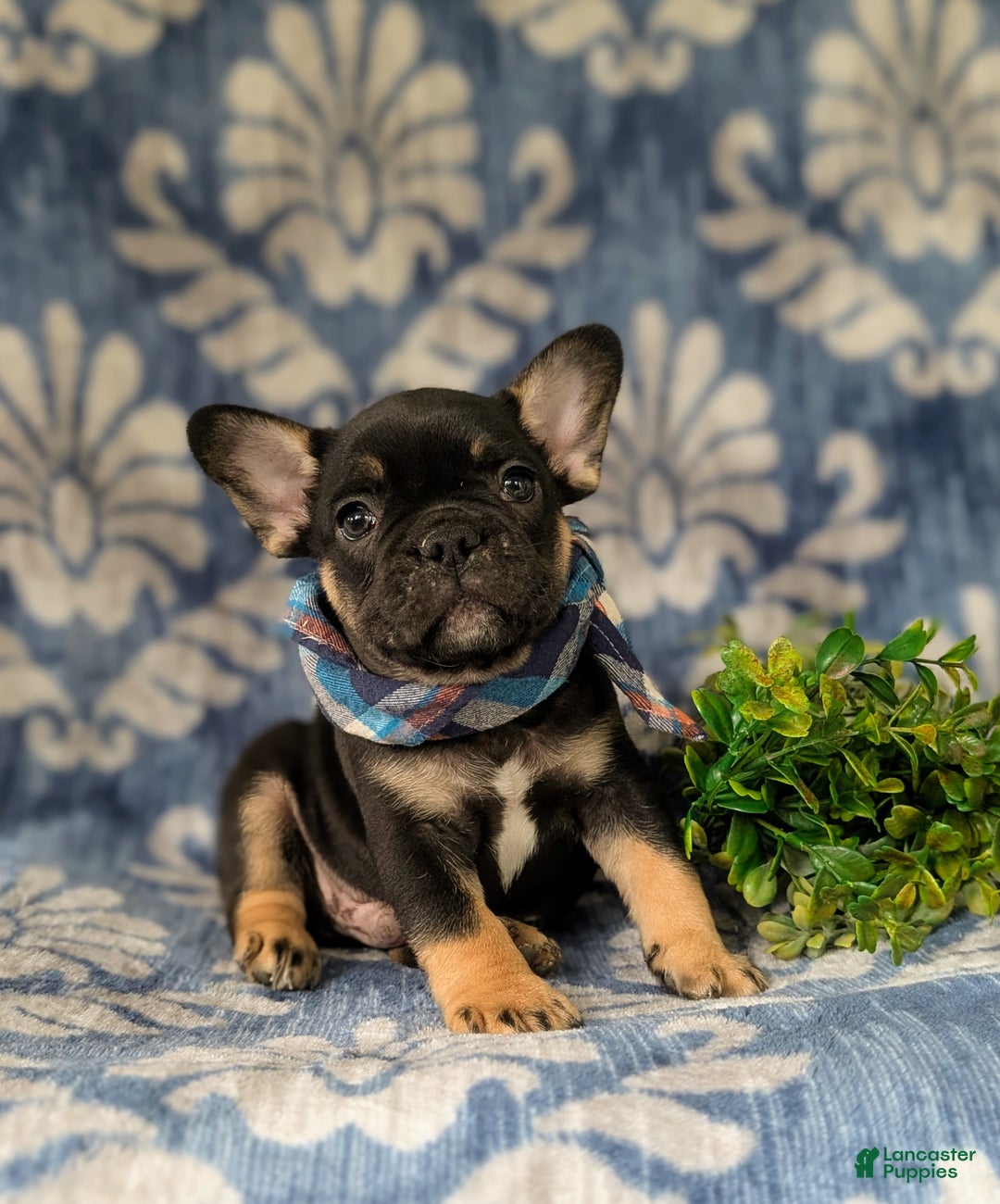 French Bulldog dogs for sale: Nadia - Ad 14