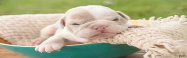 Ted English Bulldog 