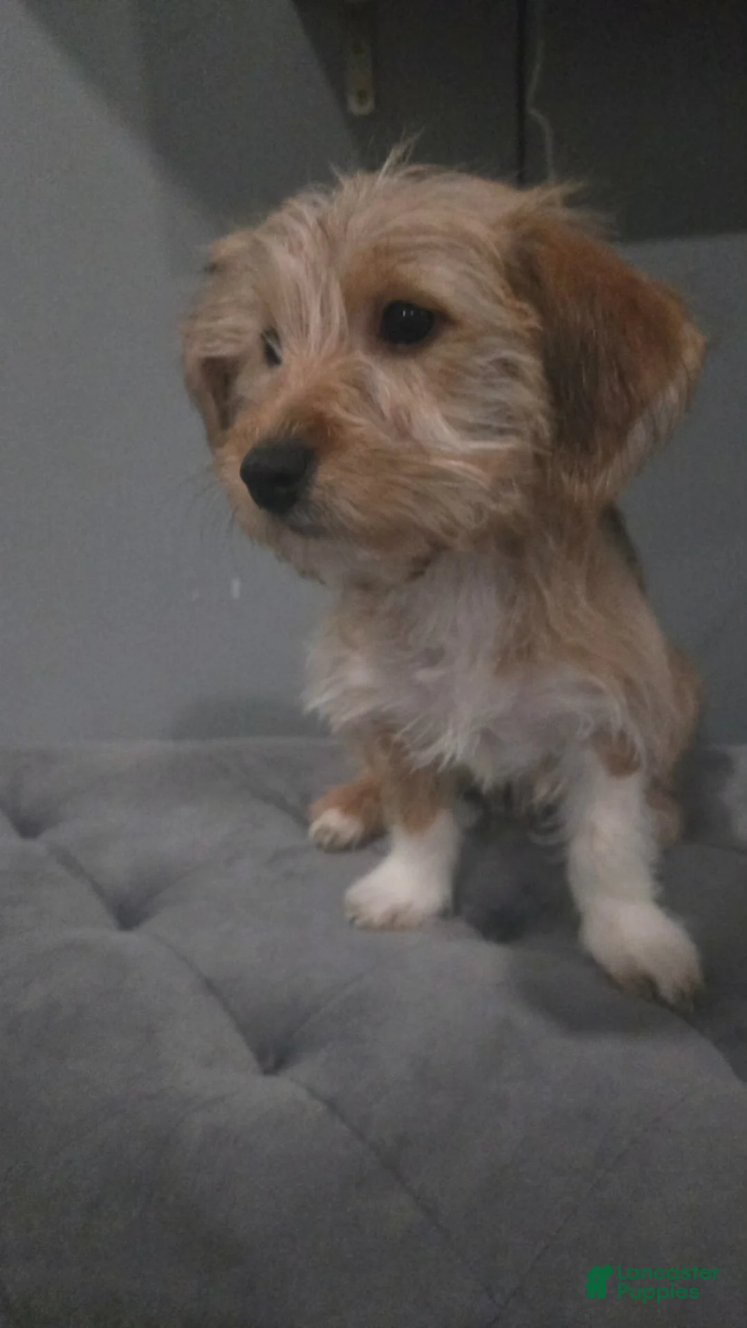 Shorkie dogs for sale: Shorkie Puppy 3 - Ad 1