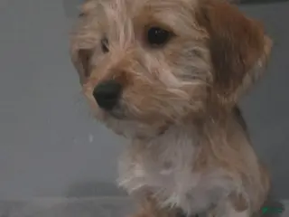 Shorkie dogs Shorkie Puppy 3 - Ad 22