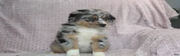 Australian Shepherd dogs for sale: Porter  - Ad 5