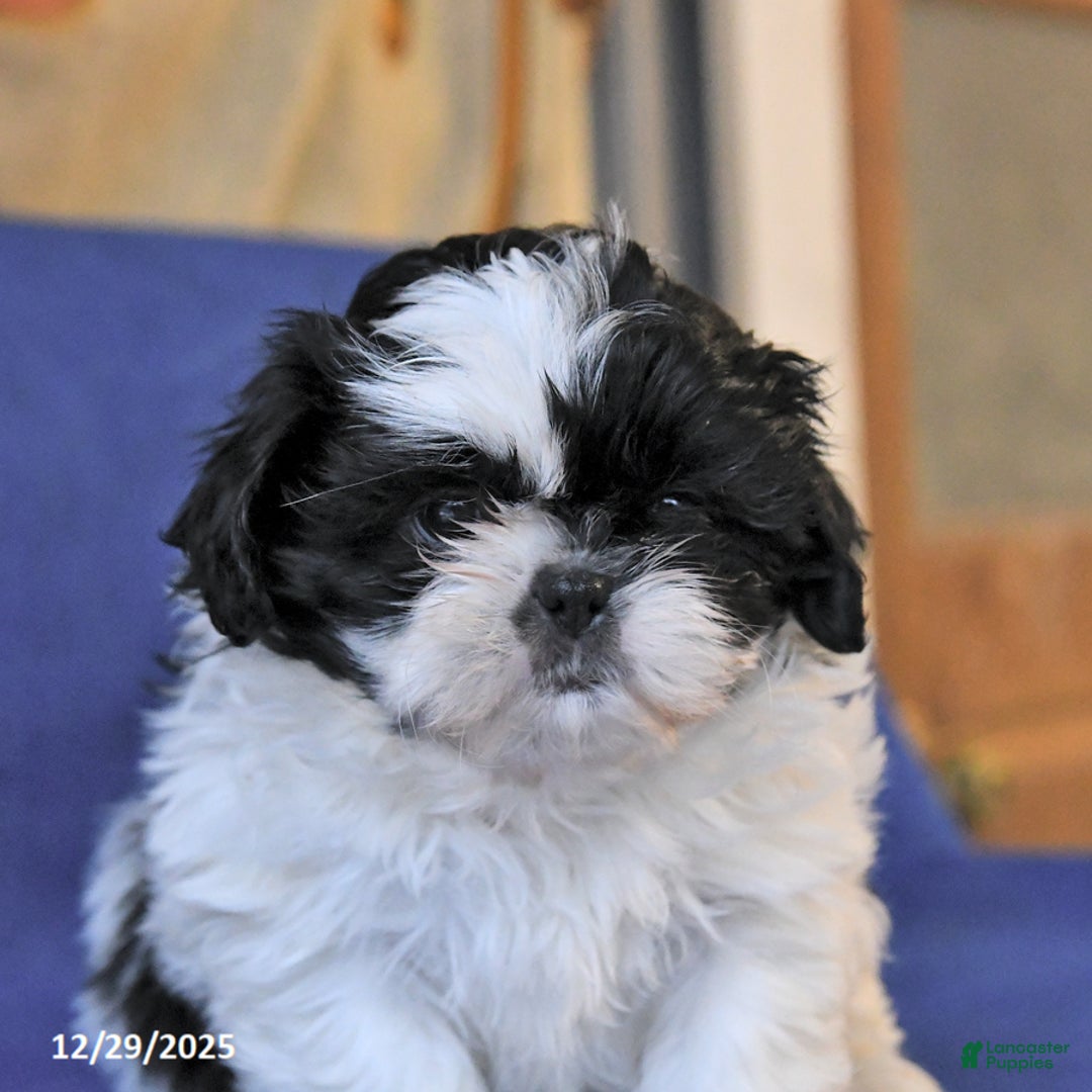 Shih Tzu dogs for sale: Misty - Ad 2