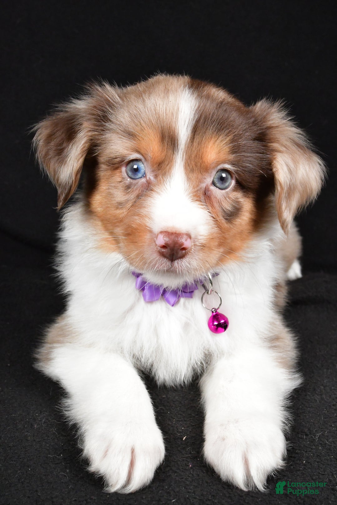 Mini Aussiedoodle dogs for sale: Sadie - Ad 4