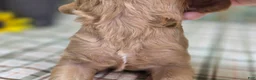 Cockapoo dogs for sale: Knotty - Ad 38