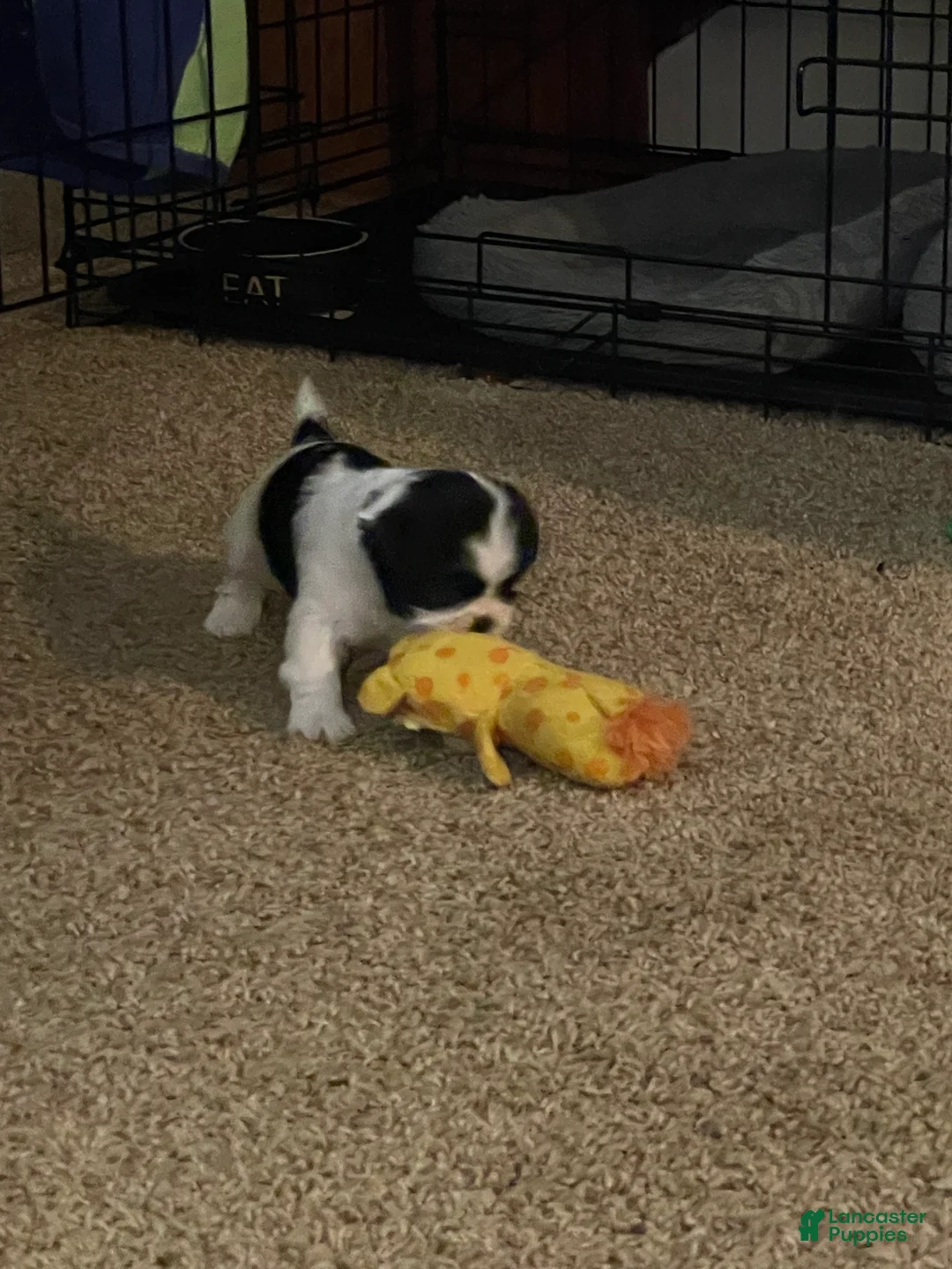 Mixed Breed dogs for sale: Poppy - Ad 3