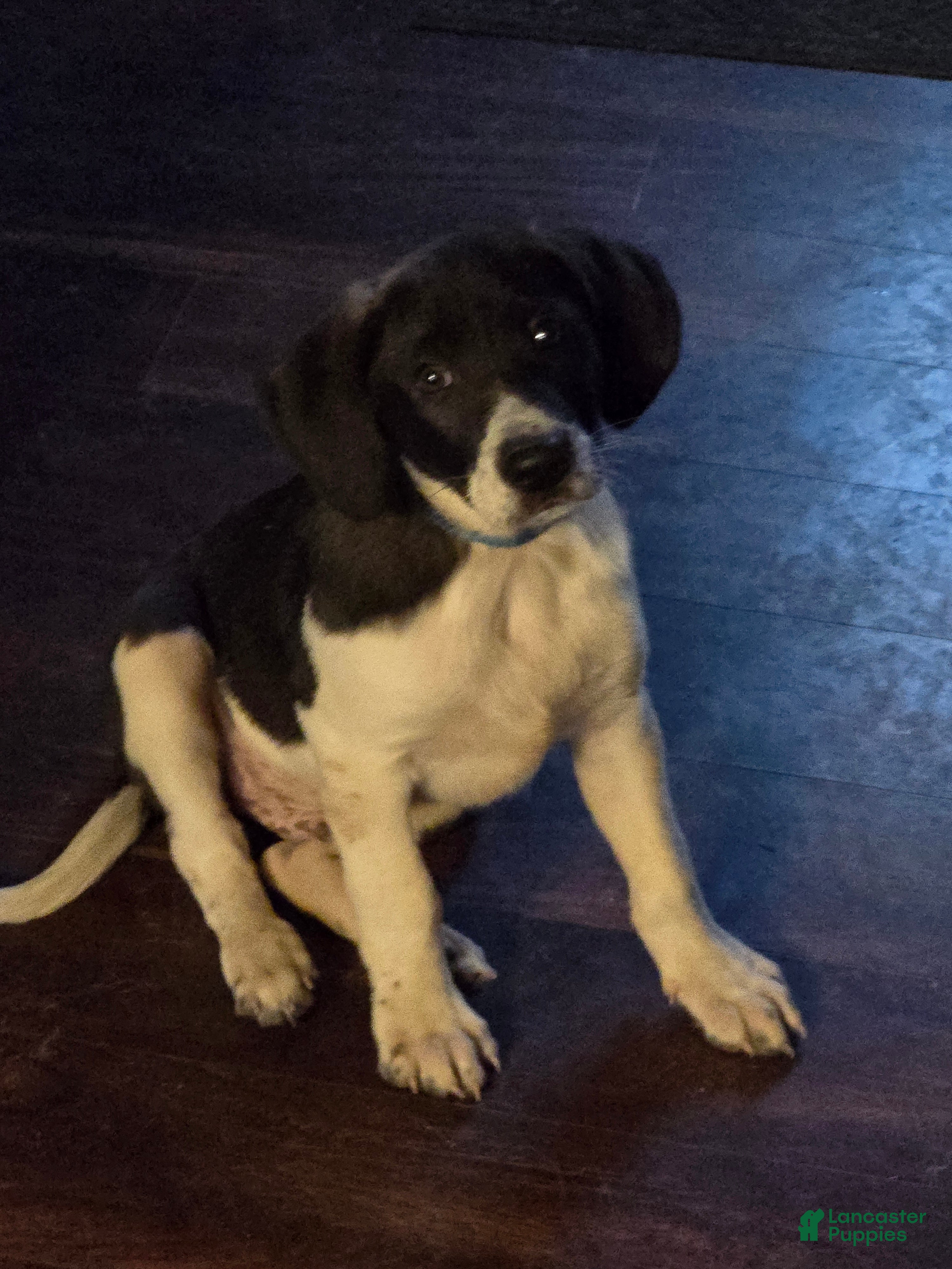 Other breed dogs Chocolate  - Ad 1