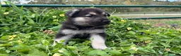 German Shepherd dogs for sale: Onyx - Ad 4