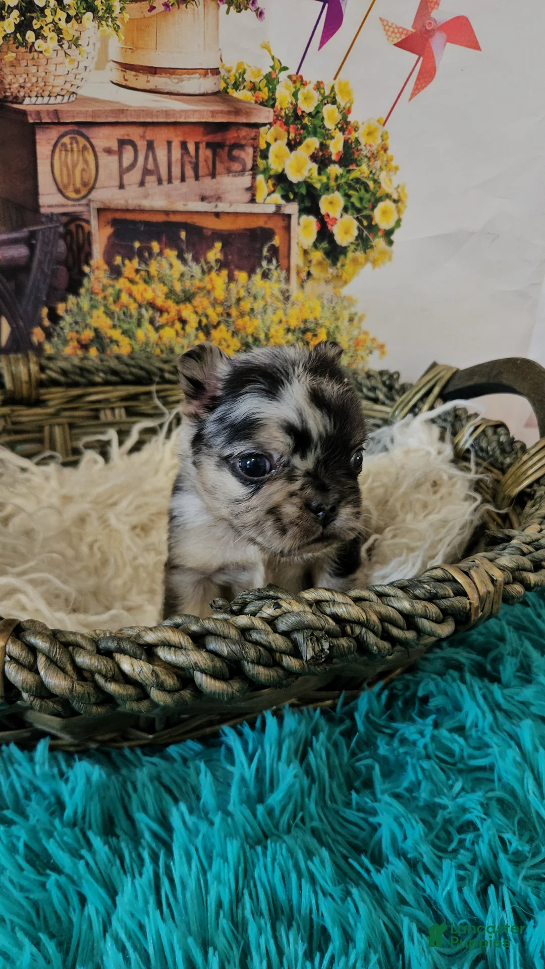 French Bulldog dogs for sale: French Bulldog Puppy 6 - Ad 2