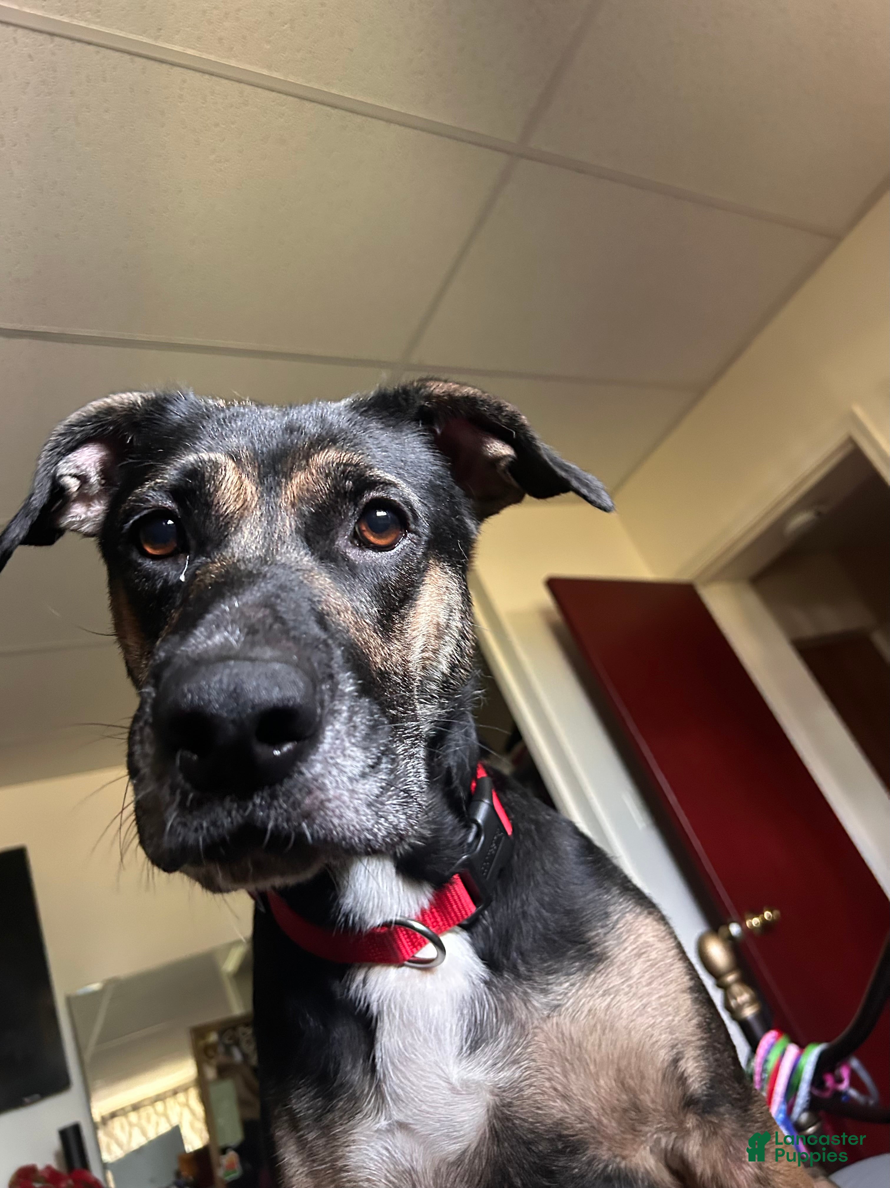 Mixed Breed dogs Mixed Breed 2 - Ad 33