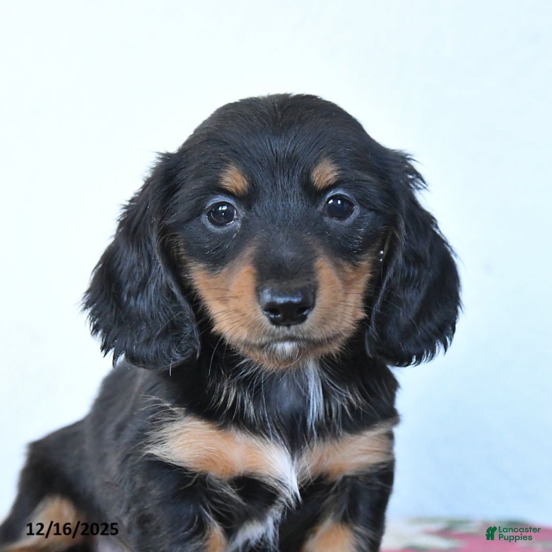 Miniature Dachshund dogs for sale: Bear - Ad 3