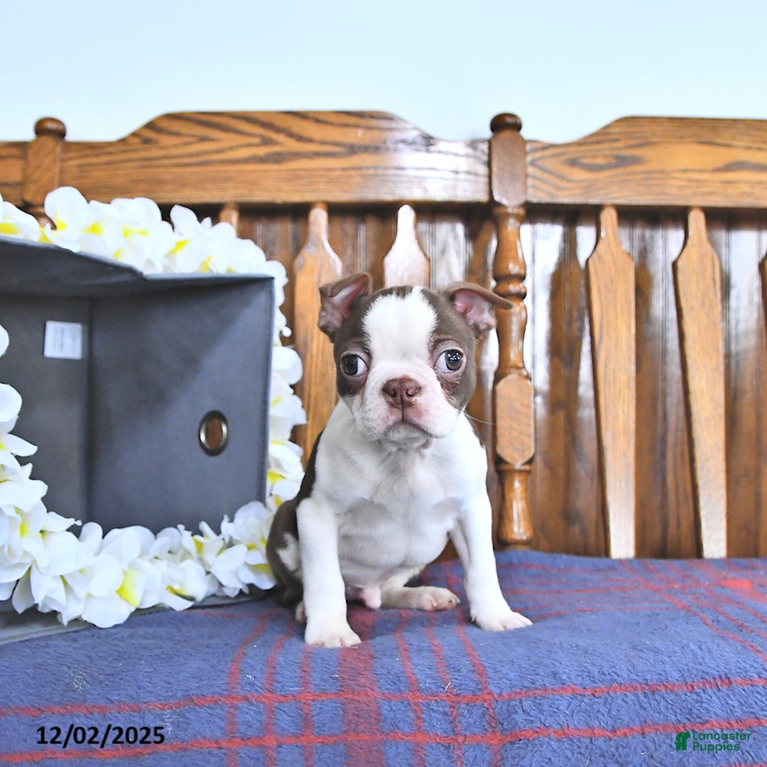 Boston Terrier dogs for sale: Trent - Ad 1