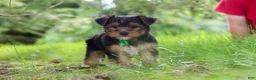 Yorkshire Terrier dogs for sale: Bobby - Ad 7