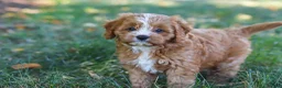 Cavapoo dogs for sale: Liberty - Ad 14