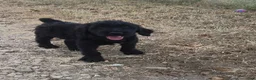 Giant Schnauzer dogs for sale: Giant Schnauzer 1 - Ad 2