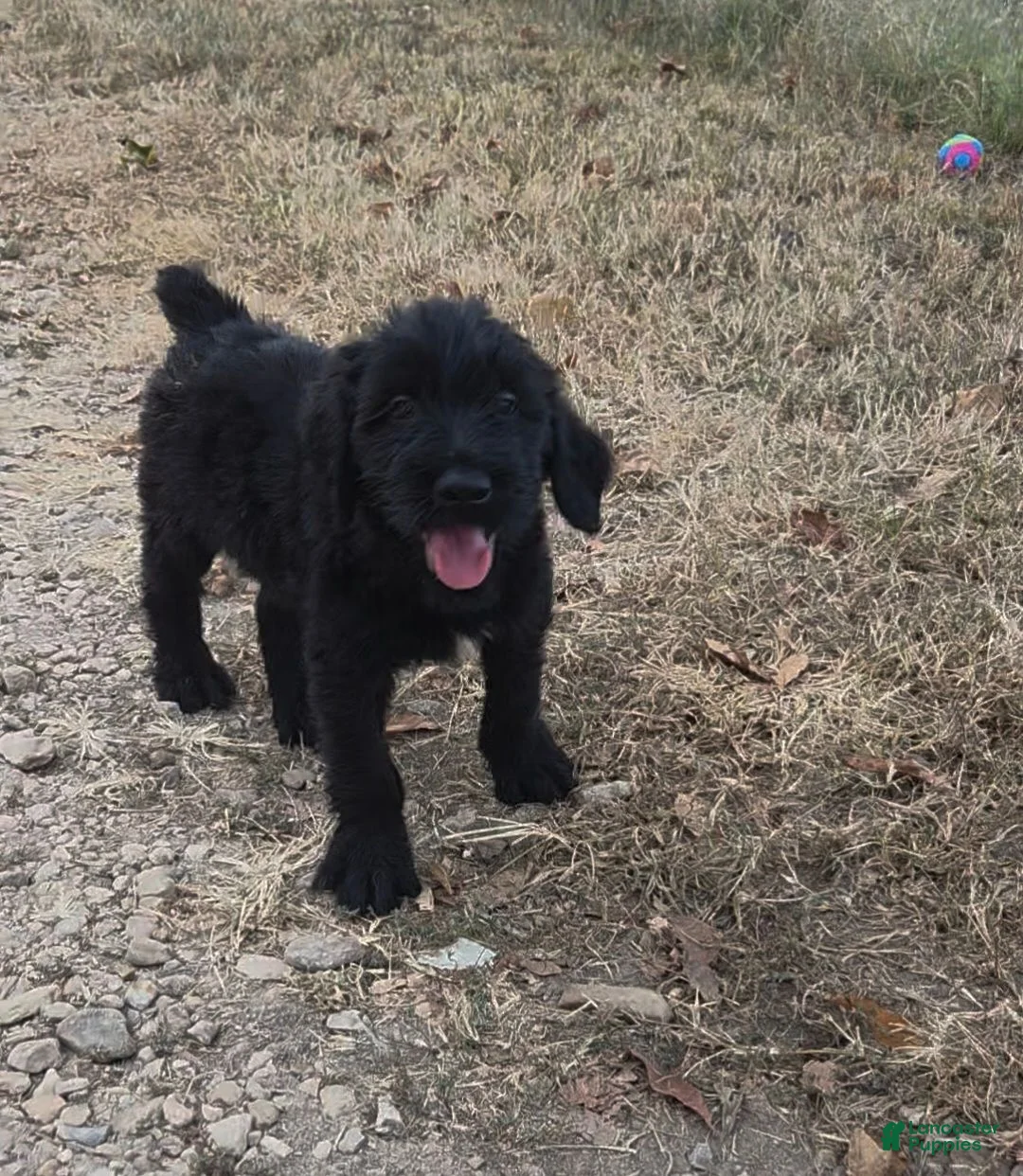 Giant Schnauzer dogs for sale: Giant Schnauzer 1 - Ad 2