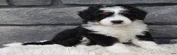 Mini Bernedoodle dogs for sale: Carly  - Ad 7