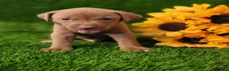 Mixed Breed dogs for sale: Simba (yellow collar) - Ad 1