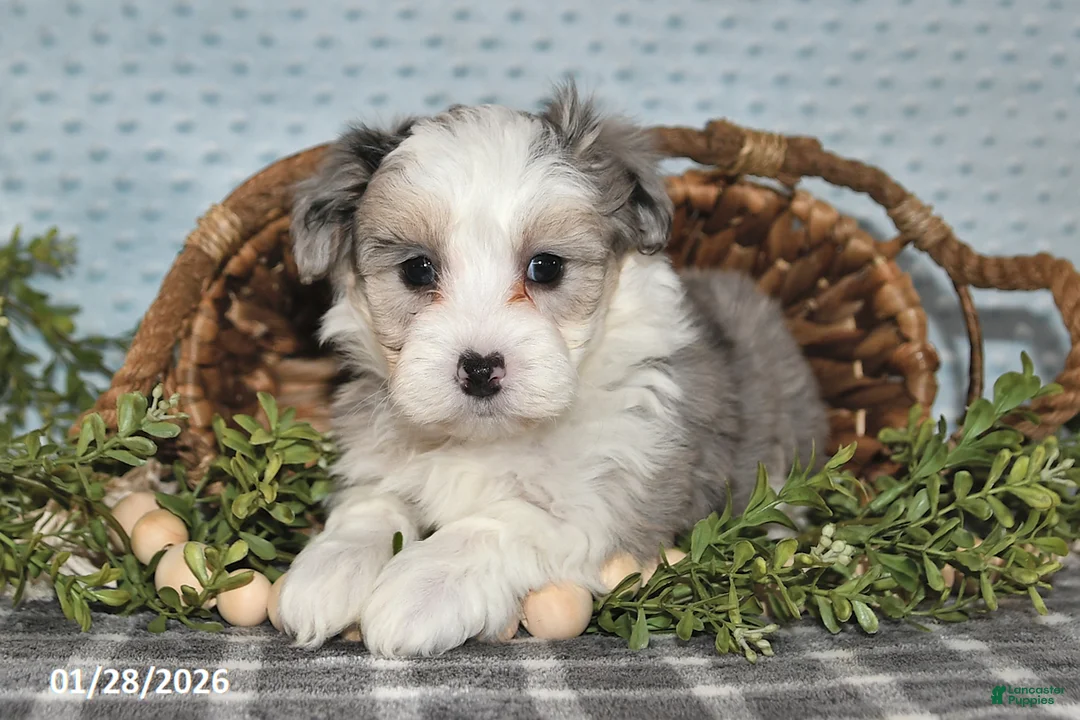 Havapoo dogs for sale: Emerson - Ad 5