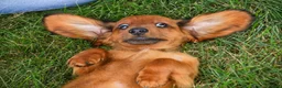 Miniature Dachshund dogs for sale: Tony - Ad 6