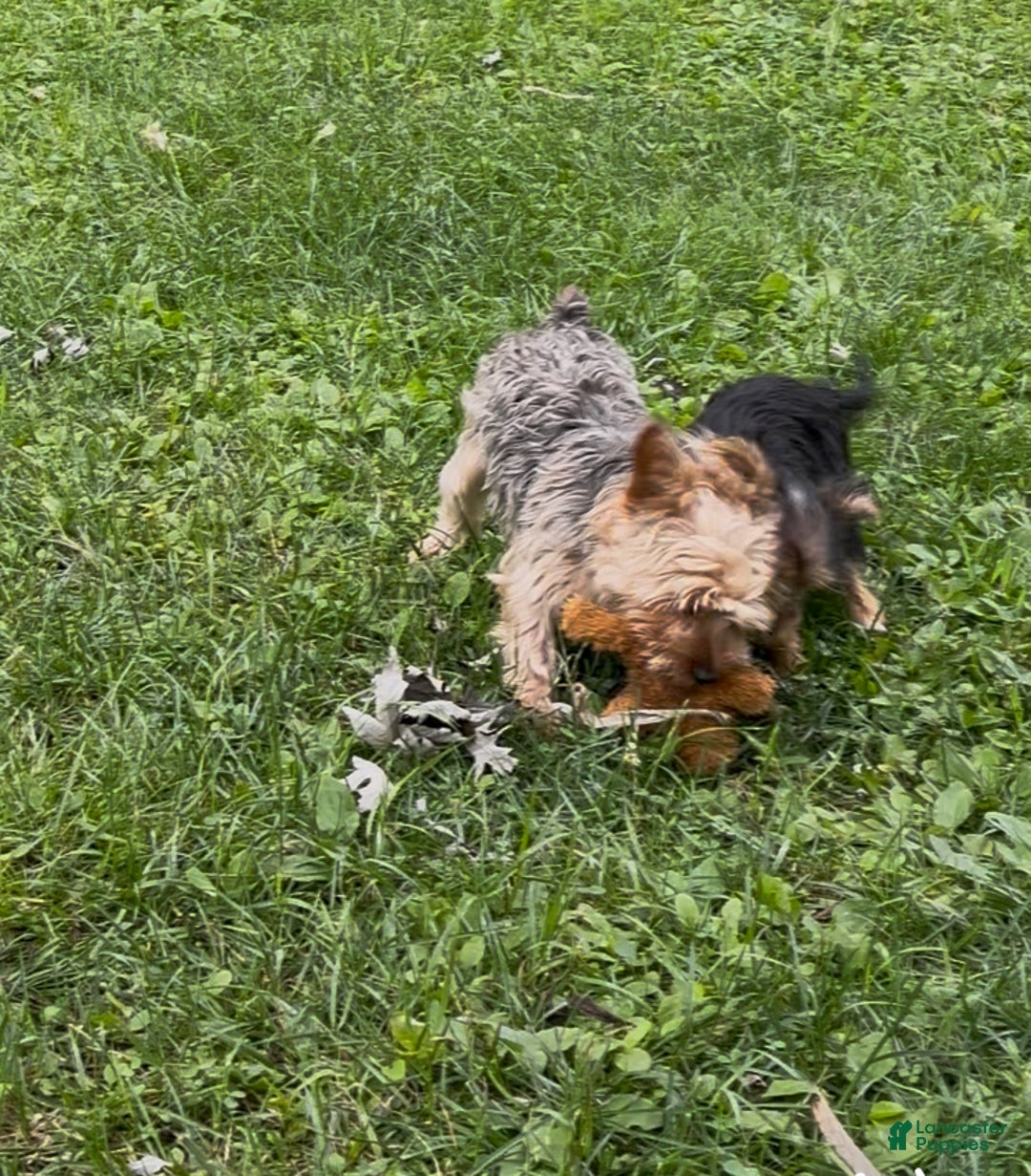 Gallery Image {{count}}