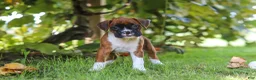 Boxer dogs for sale: Dally - Ad 6