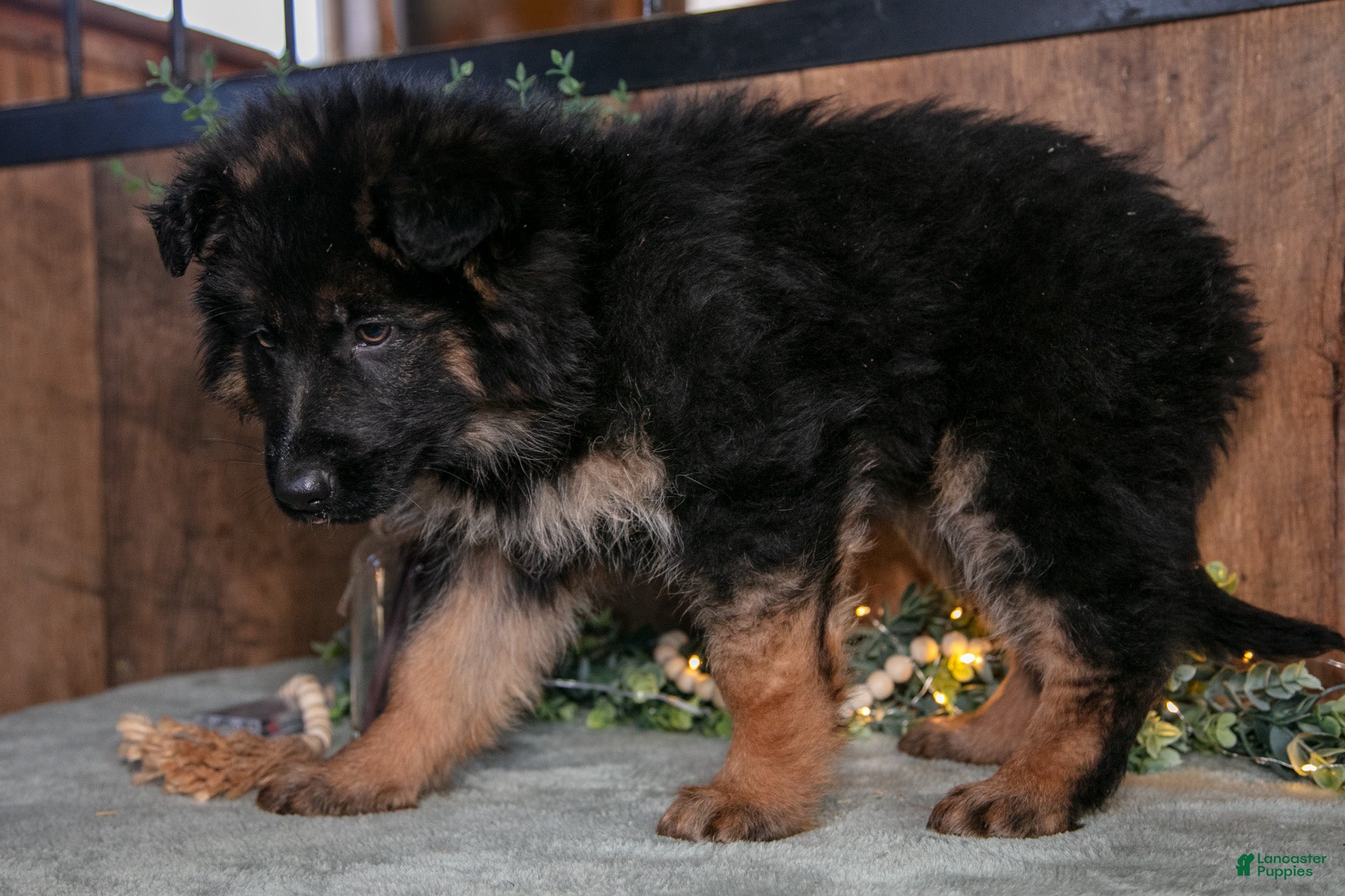 German Shepherd dogs Noel - Ad 2