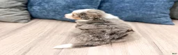 Mini Bernedoodle dogs for sale: Angel  - Ad 6