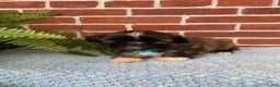 Shih Tzu dogs for sale: Archie - Ad 13