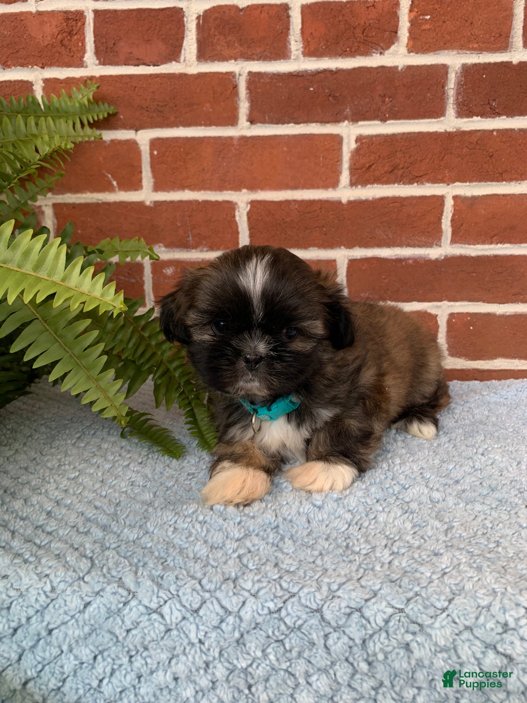 Shih Tzu dogs for sale: Archie - Ad 13