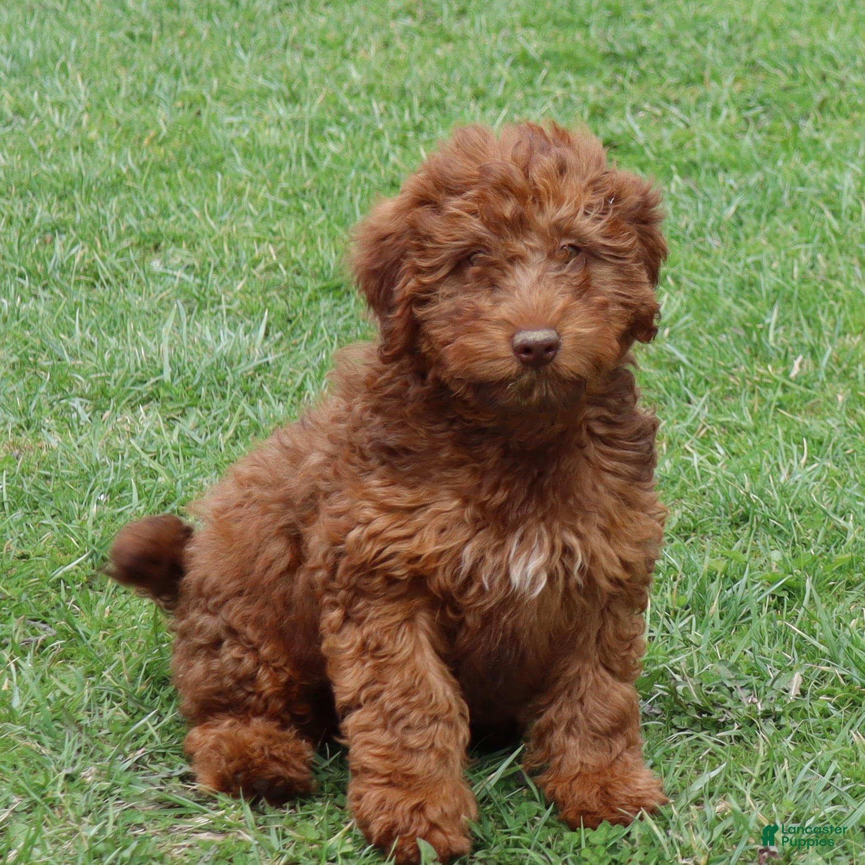 Mini Goldendoodle dogs Lenny - Ad 2