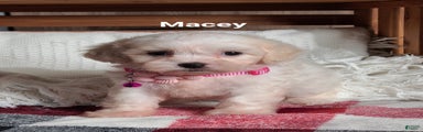 Macey