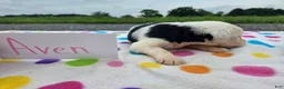 Sheepadoodle dogs for sale: Sheepadoodle 2 - Ad 3