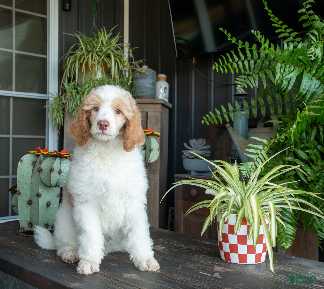 River (Standard Poodle, Male) in Bucyrus, MO