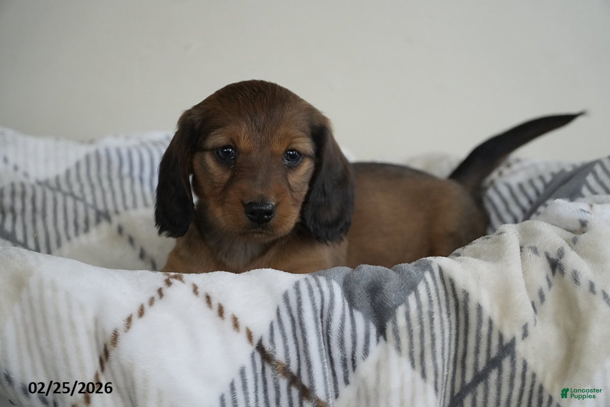 Miniature Dachshund dogs Abigail - Ad 1