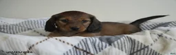Miniature Dachshund dogs for sale: Abigail - Ad 1