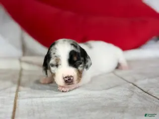 Miniature Dachshund dogs AKC SH Flossie DNA OFA - Ad 3