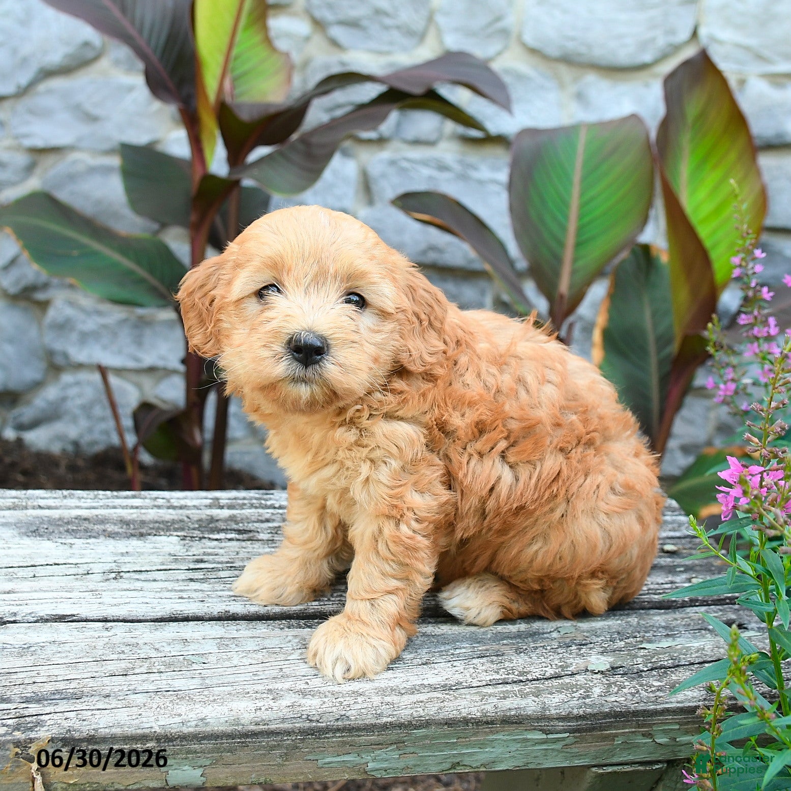 Mini Goldendoodle dogs Genesis - Ad 2