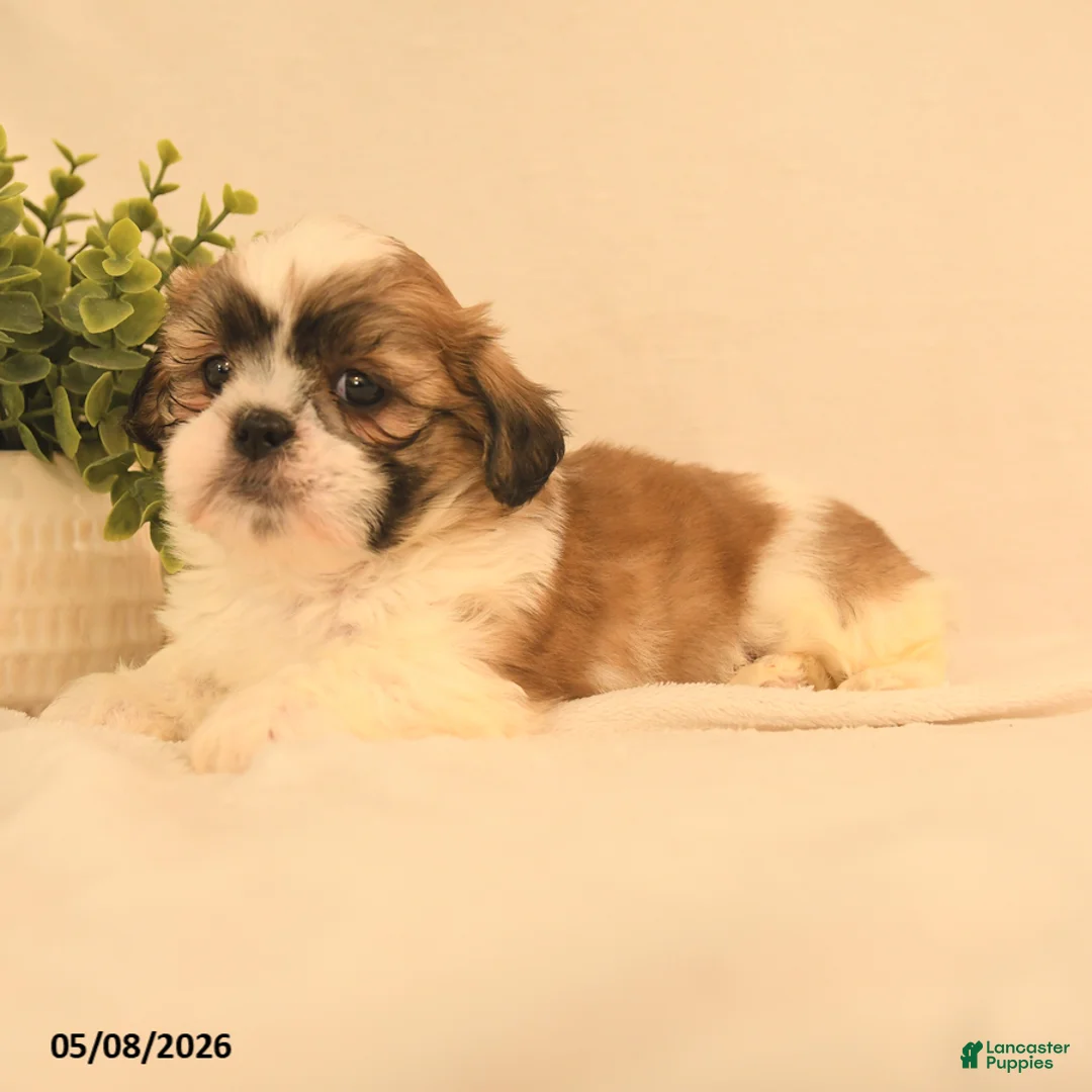 Shih Tzu dogs for sale: Jerry - Ad 3