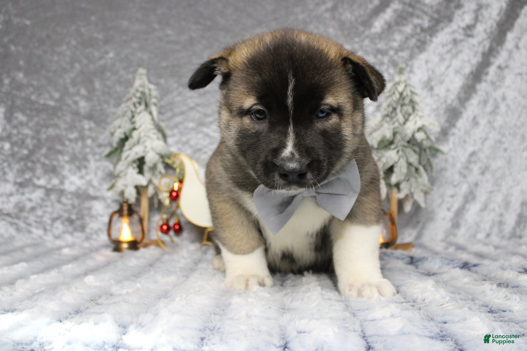 Pomsky dogs for sale: Rowan  - Ad 3