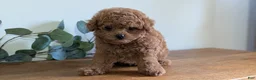 Cavapoo dogs for sale: Echo - Ad 2