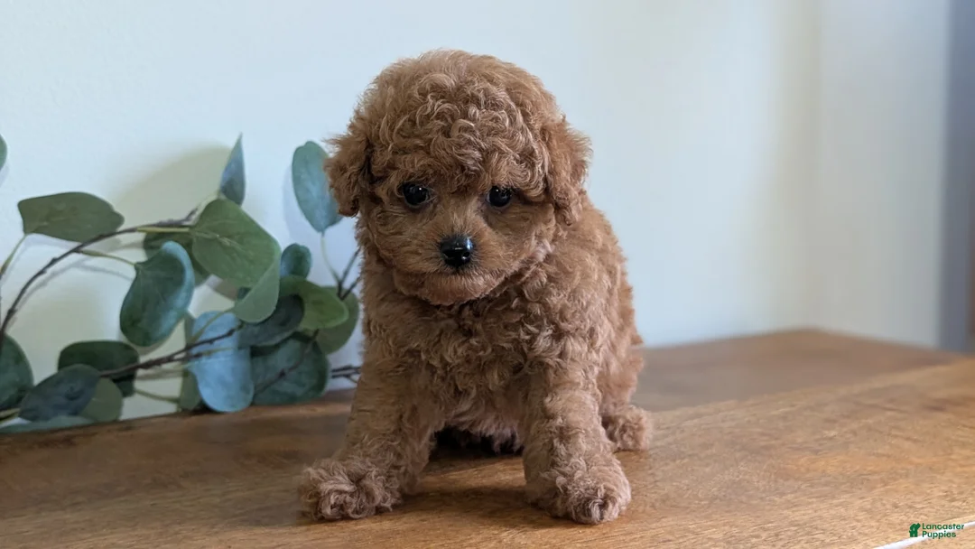 Cavapoo dogs for sale: Echo - Ad 2