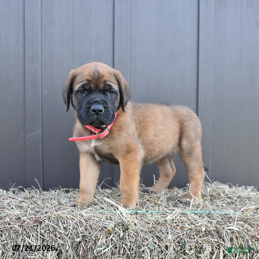 English Mastiff dogs Misty - Ad 1