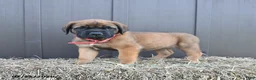 English Mastiff dogs for sale: Misty - Ad 1