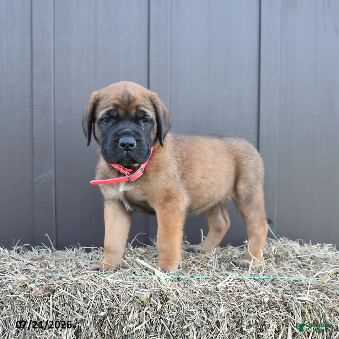 English Mastiff dogs for sale: Misty - Ad 1