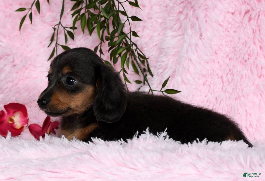 Miniature Dachshund dogs for sale: Trixy Blue/Tan Long Hair - Ad 10