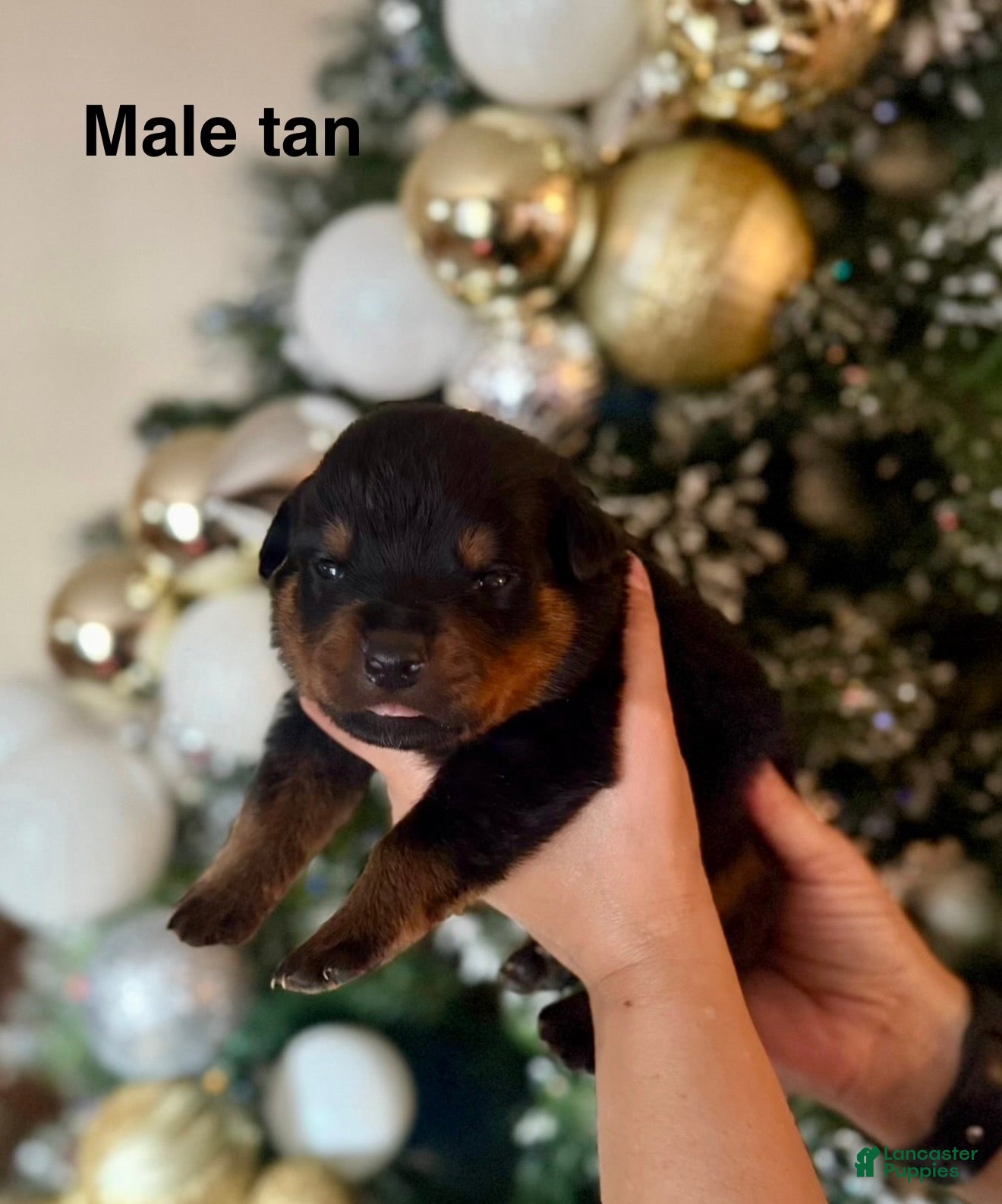 Rottweiler dogs Rottweiler Puppy 1 - Ad 28