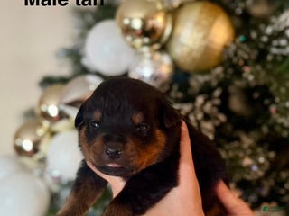 Rottweiler dogs Rottweiler Puppy 1 - Ad 41