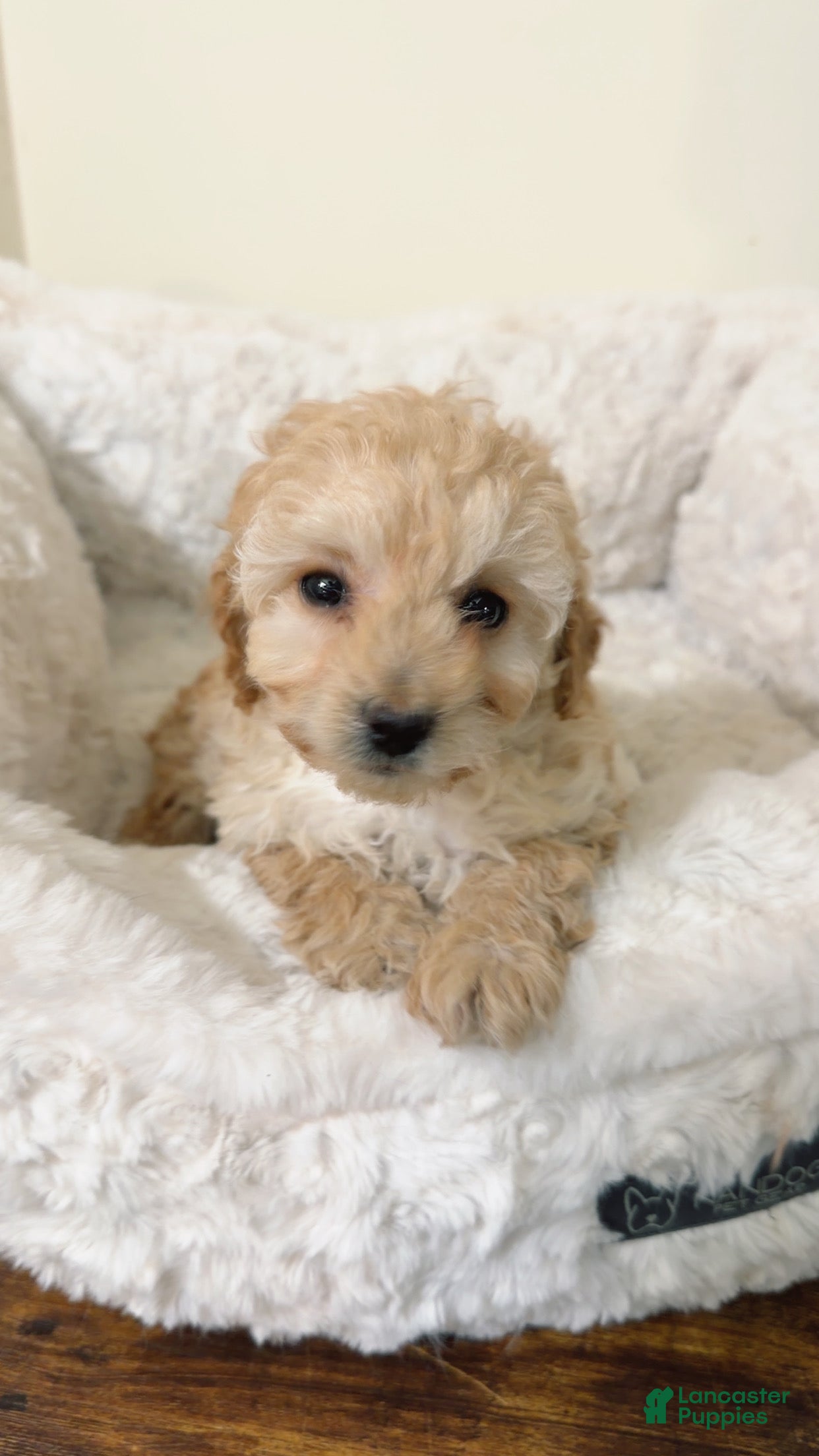 Maltipoo dogs Minnie  - Ad 38