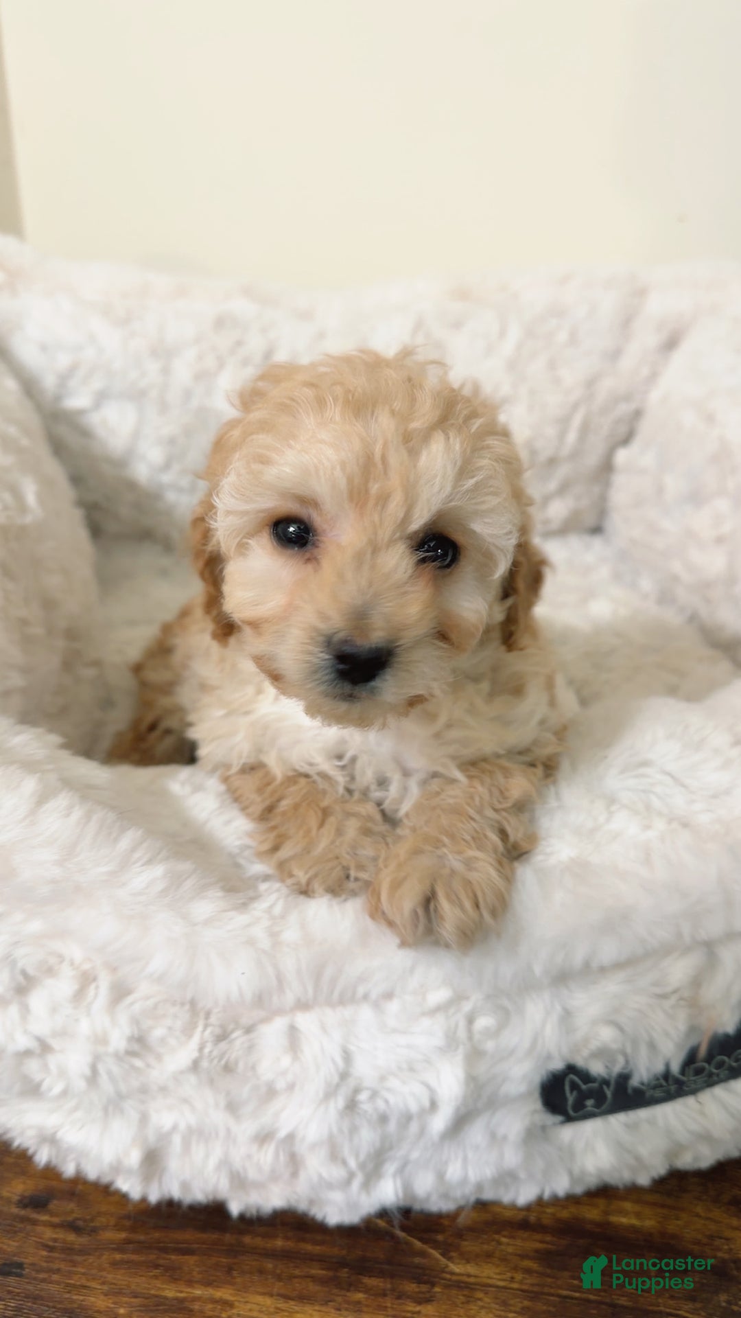 Maltipoo dogs for sale: Minnie  - Ad 1